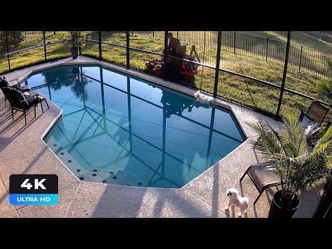 reolink captures dog fell into t